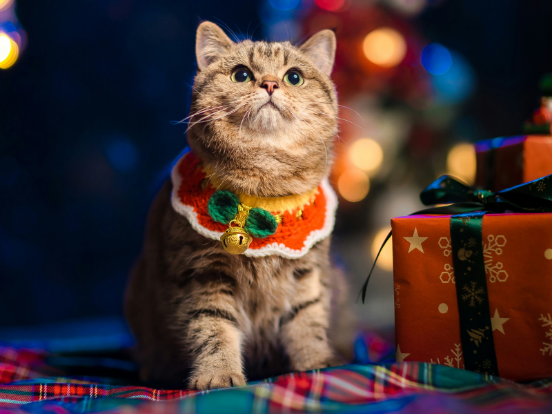 A striped cat sitting next to a pile of presents