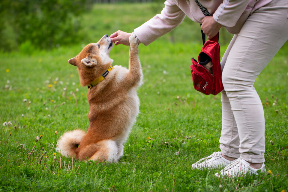 Brown and white dog jumping for a treat from a human