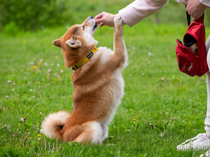 Brown and white dog jumping for a treat from a human