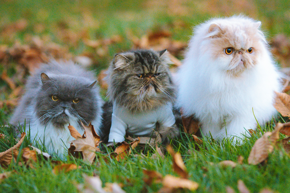 Three different cats sitting in the grass together