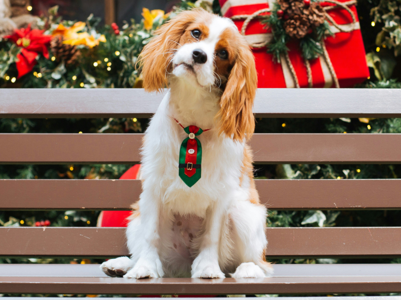 A brown and white dog sitting on a snowy Christmas bench 
