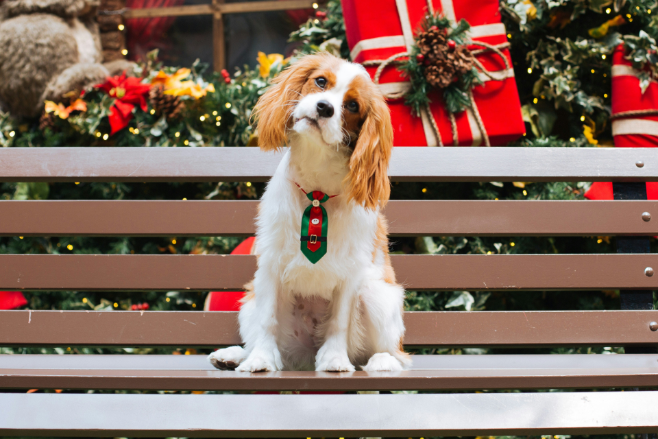 A brown and white dog sitting on a snowy Christmas bench 