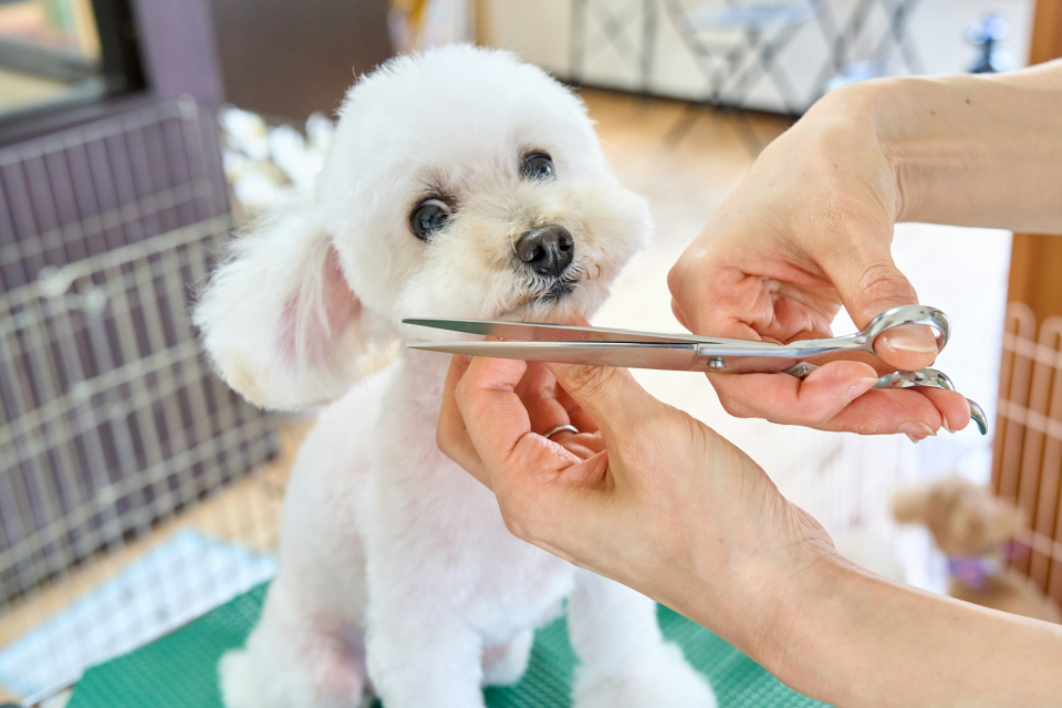 A small white dog getting a haircut from a human