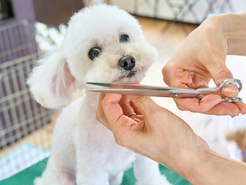 A small white dog getting a haircut from a human