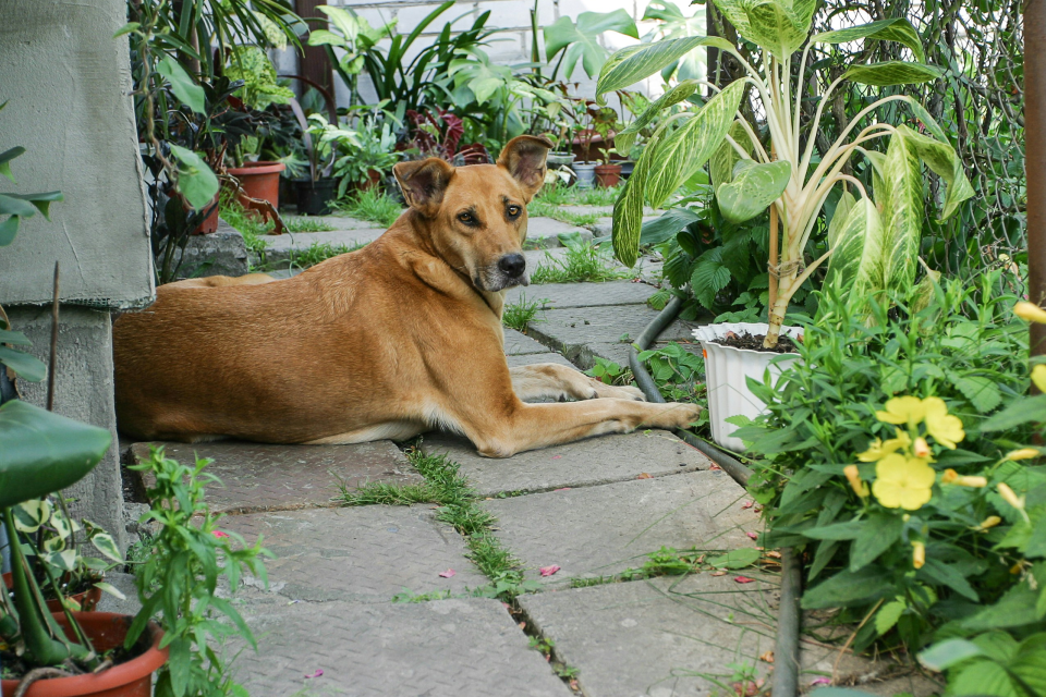 Brown dog laying outside surrounded by plants 