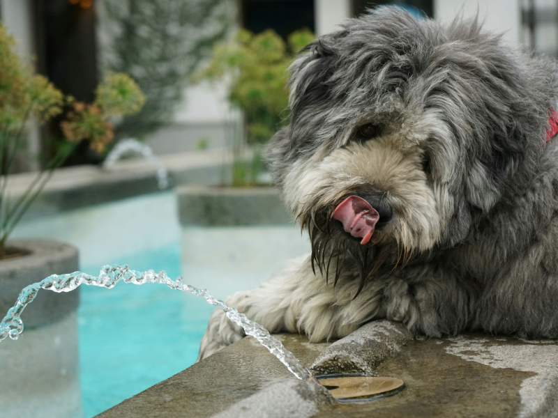 Gray dog beside a pool with a water fountain