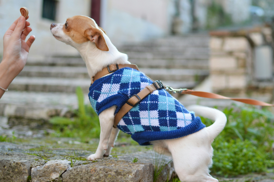 A small, brown and white dog wearing a blue sweater 