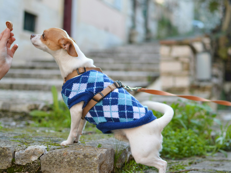 A small, brown and white dog wearing a blue sweater 