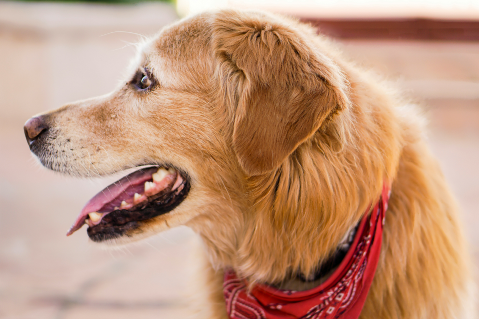 A light brown dog wearing a red bandana with his mouth open