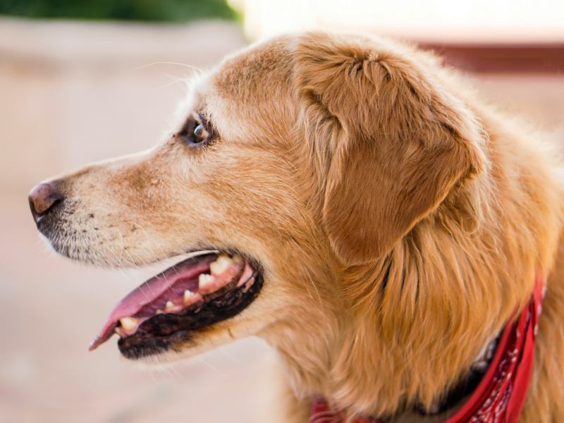 A light brown dog wearing a red bandana with his mouth open