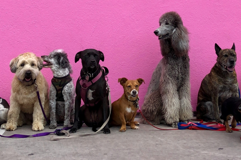 A group of different types of dogs lined up in front of a pink wall