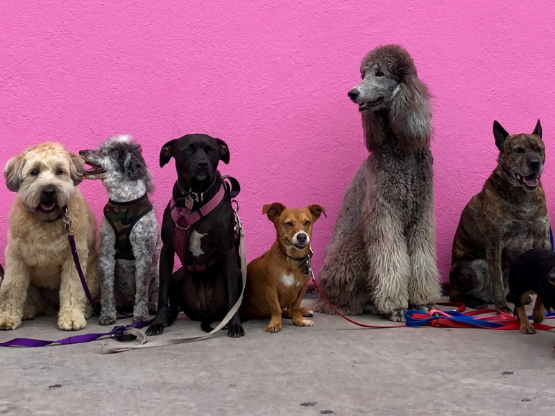 A group of different types of dogs lined up in front of a pink wall