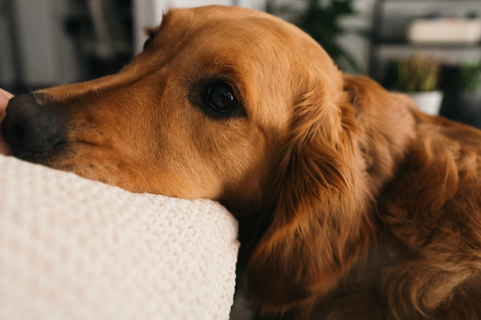 A Golden Retriver resting his head on a couch