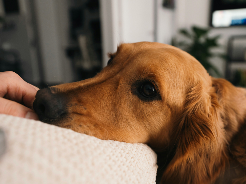A Golden Retriver resting his head on a couch