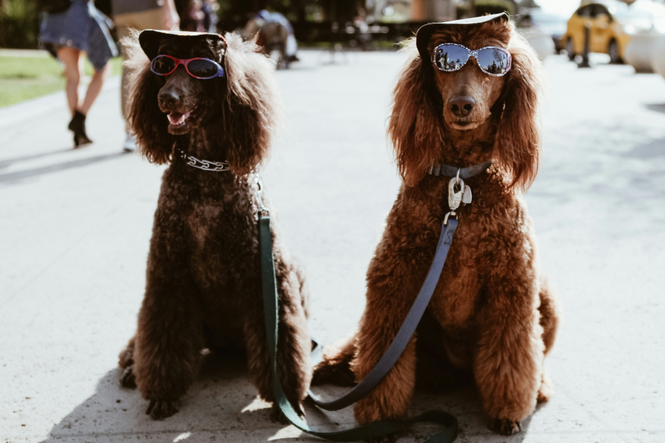 Two brown Poodles wearing hats and sunglasses