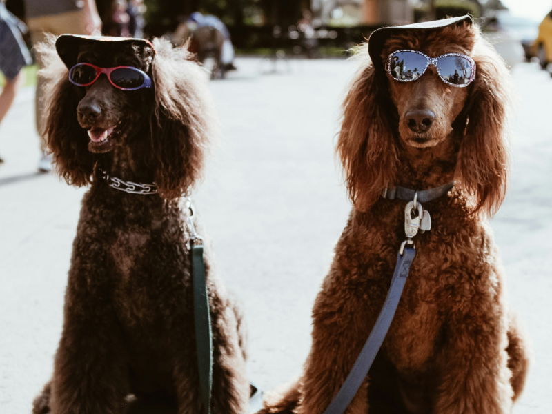 Two brown Poodles wearing hats and sunglasses