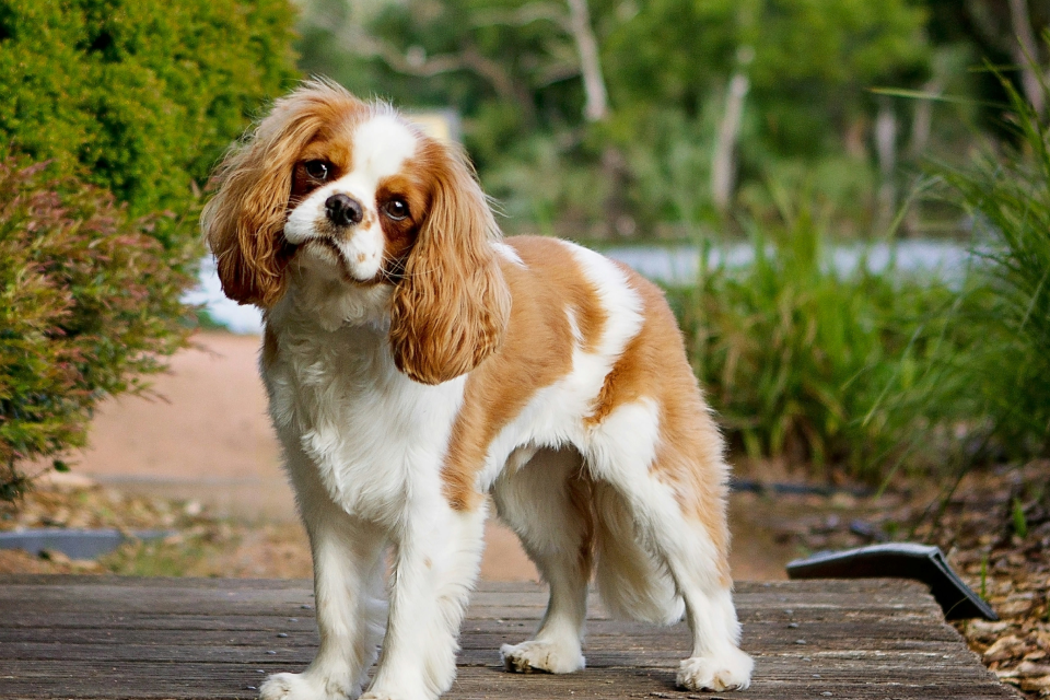 A brown and white Cavalier King Charles Spaniel 