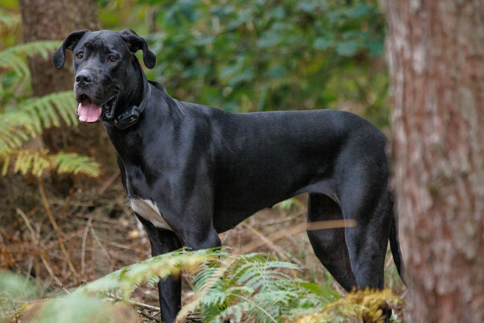 Black dog with white belly standing in a forest