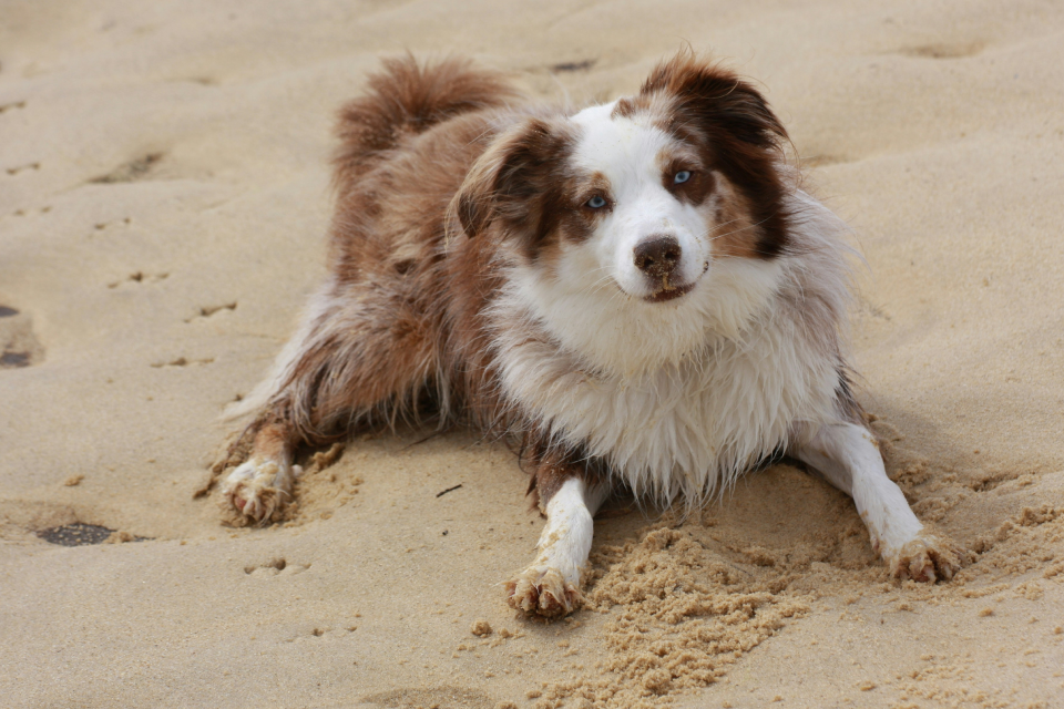Brown and white long haired dog laying in the sand 