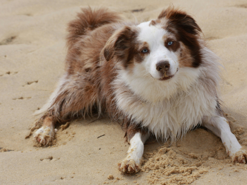 Brown and white long haired dog laying in the sand 