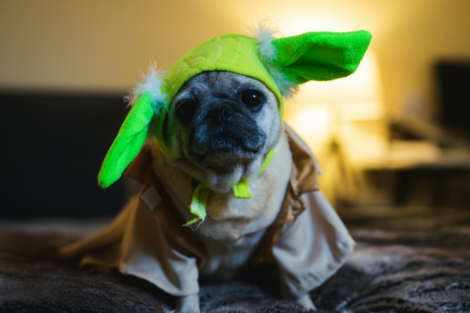 Pug wearing a yoda costume
