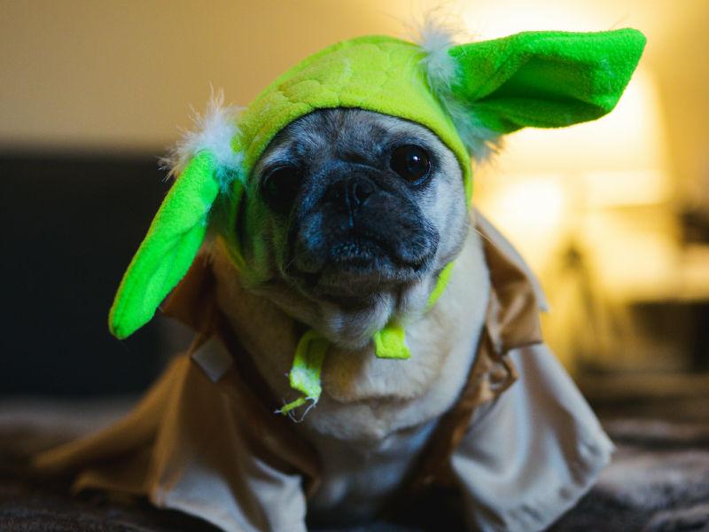 Pug wearing a yoda costume
