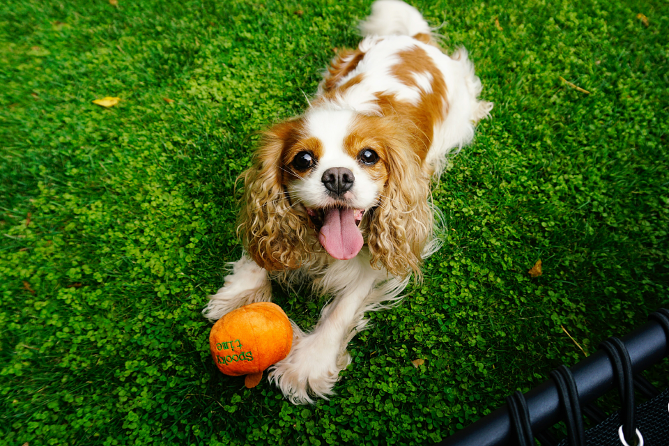 Brown and white dog laying with an orange ball on grass
