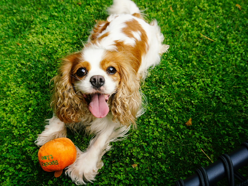 Brown and white dog laying with an orange ball on grass