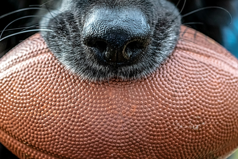 Black dog holding a football in their mouth