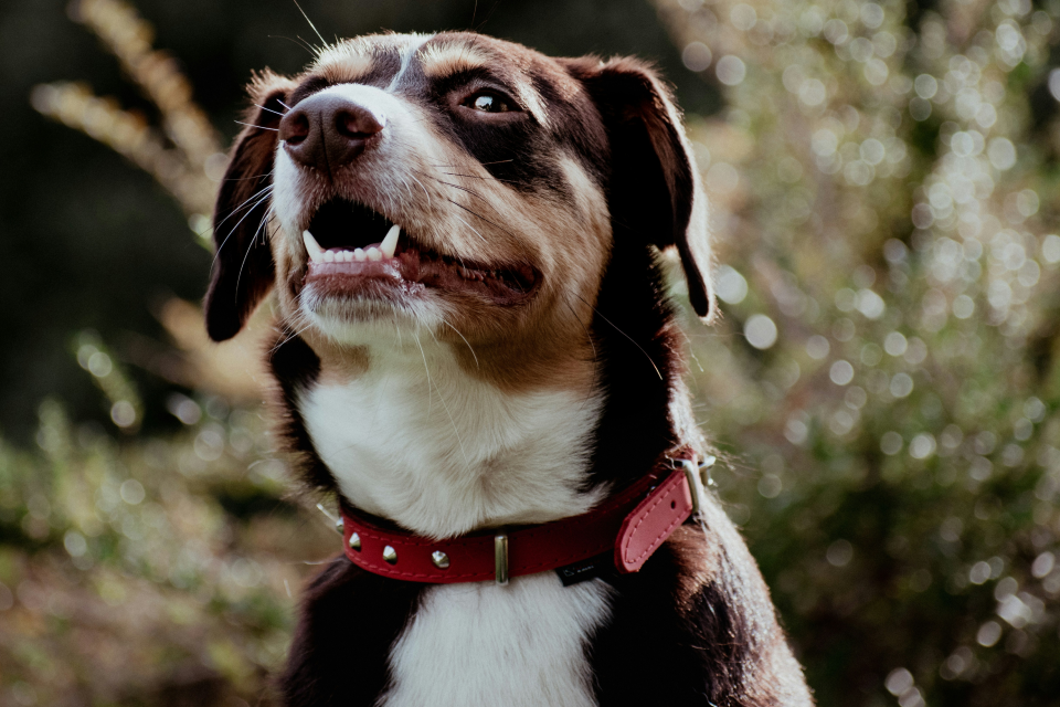 A brown and white dog with a red collar looking up