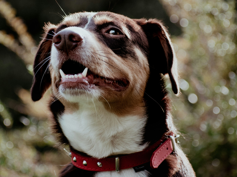 A brown and white dog with a red collar looking up