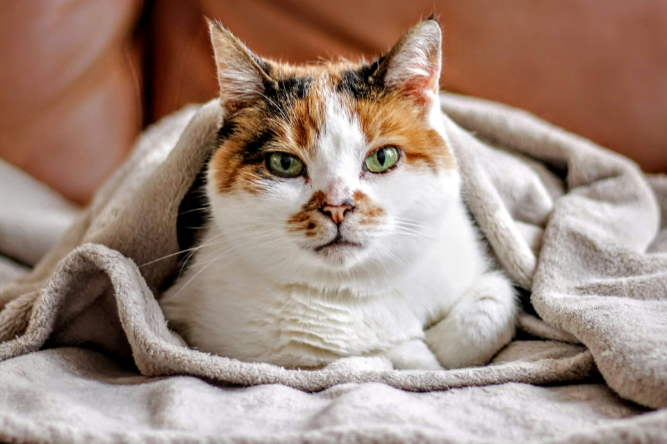 Cat with green eyes covered in a blanket