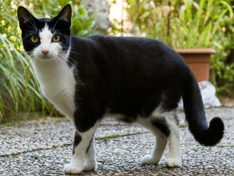 A black and white cat walking on pavement