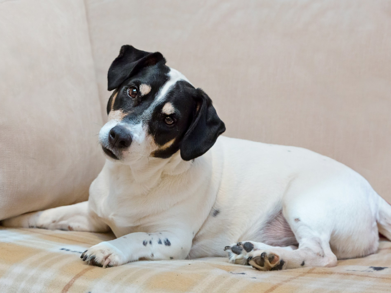  A black and white dog lying on top of a couch