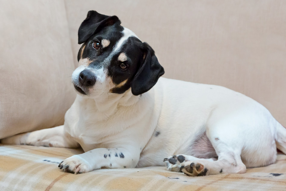  A black and white dog lying on top of a couch