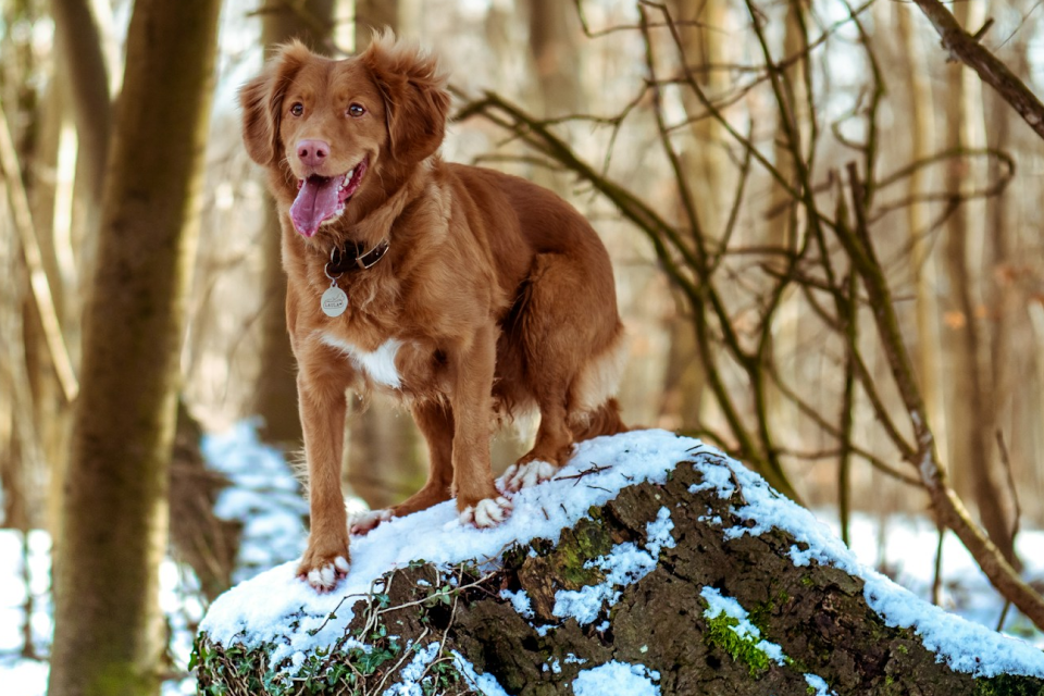 Brown dog standing on a rock covered with snow 
