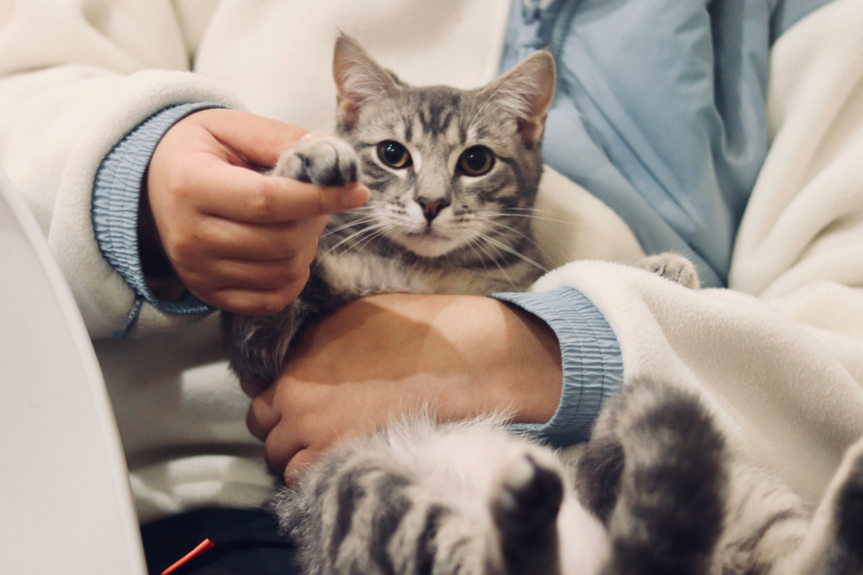 Gray cat in a person's arms