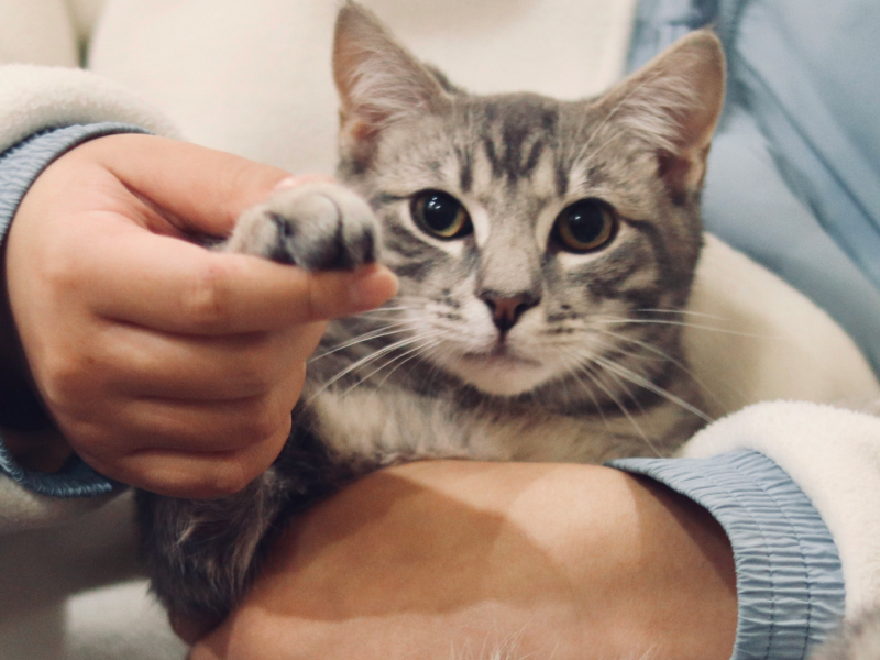 Gray cat in a person's arms