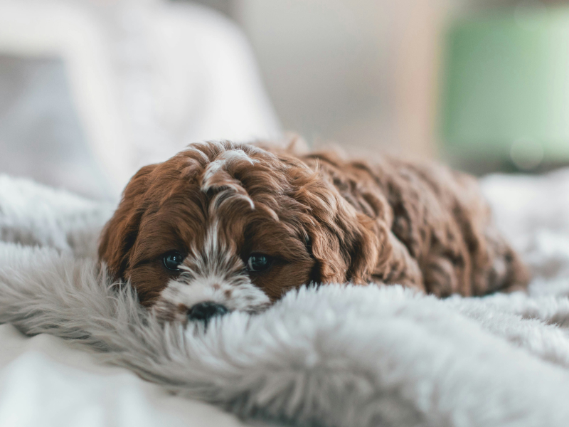 Brown and white dog on a white fluffy blanket on a bed