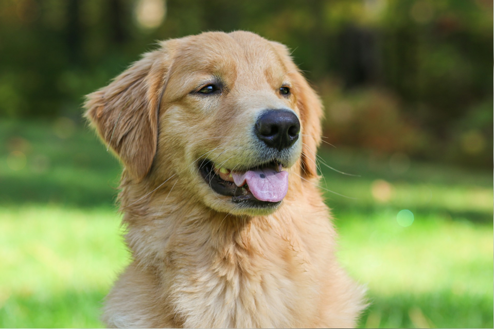 Close up of a Golden Retriever in a field of grass