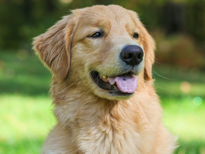 Close up of a Golden Retriever in a field of grass