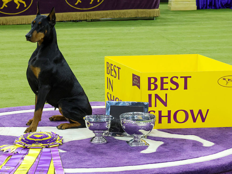 Best in Show winner Penny the Doberman at the Westminster Dog Show 