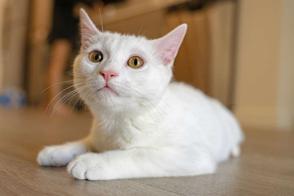 A white cat lying on a wooden floor