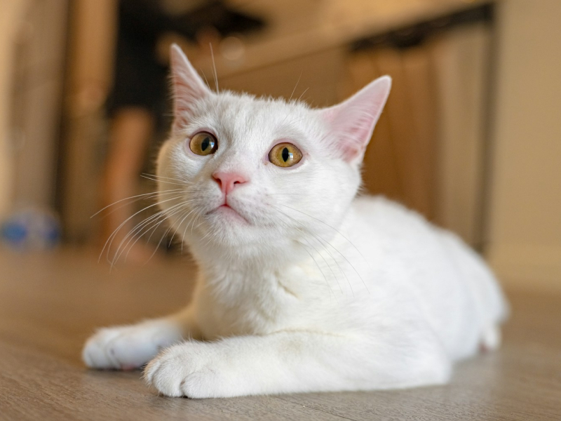 A white cat lying on a wooden floor