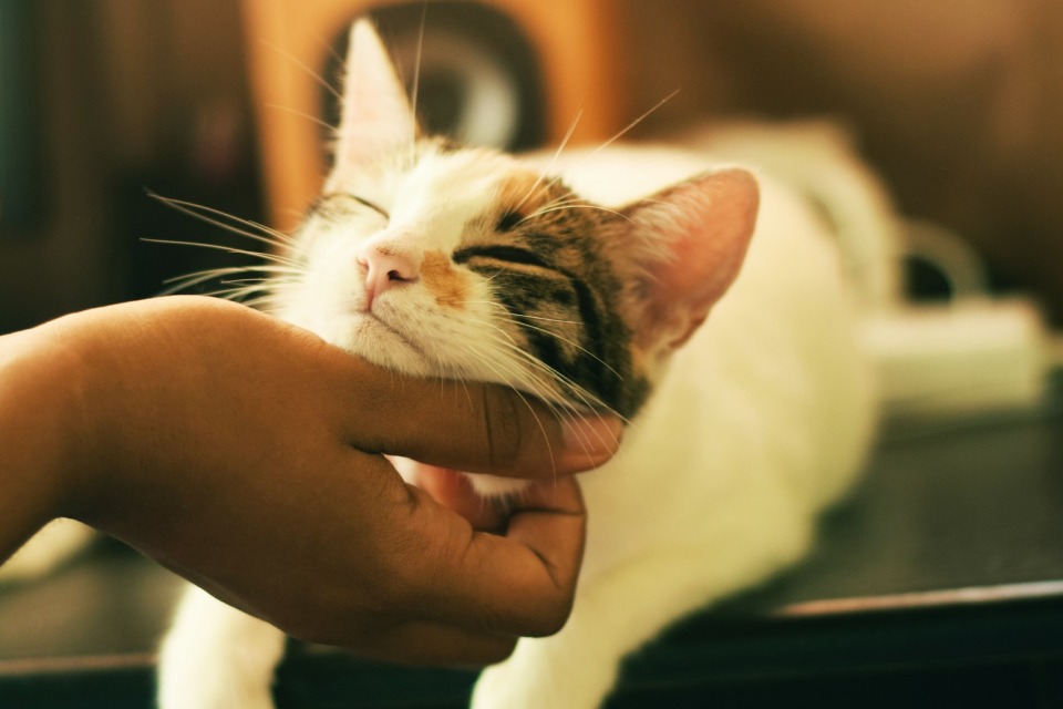 Cat lying on a table with a person petting under their chin