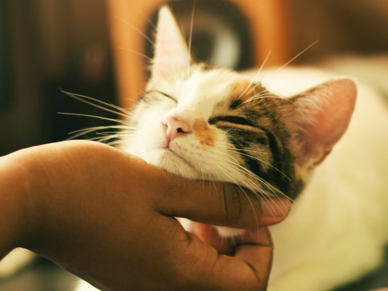 Cat lying on a table with a person petting under their chin