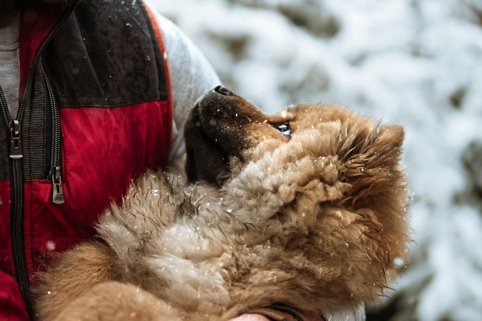 Man in black jacket holding brown dog