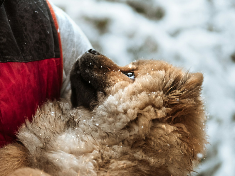 Man in black jacket holding brown dog