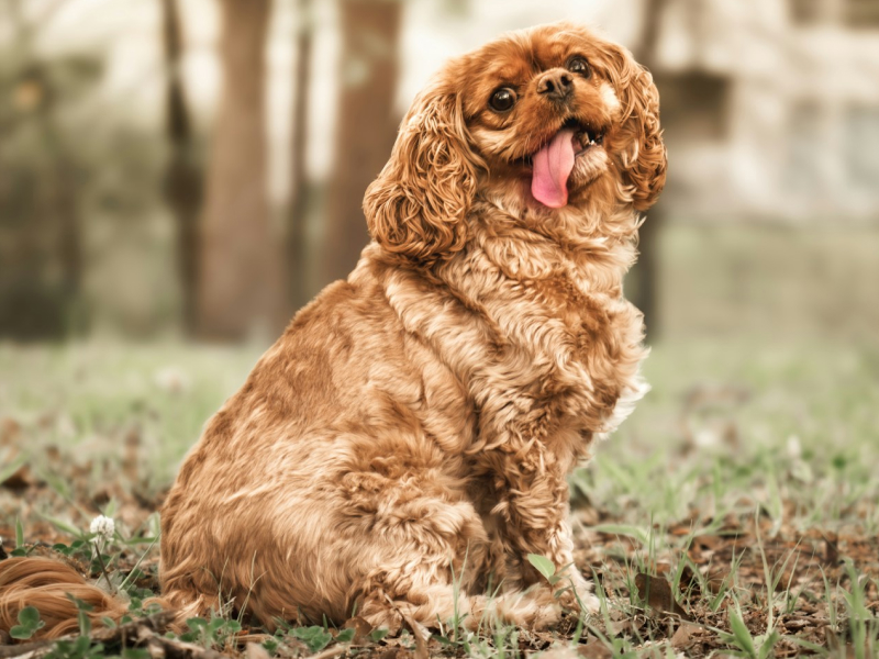 A brown dog sitting on top of a grass-covered field