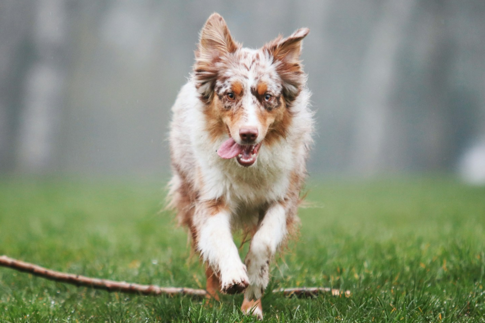 A brown and white dog running across a green field
